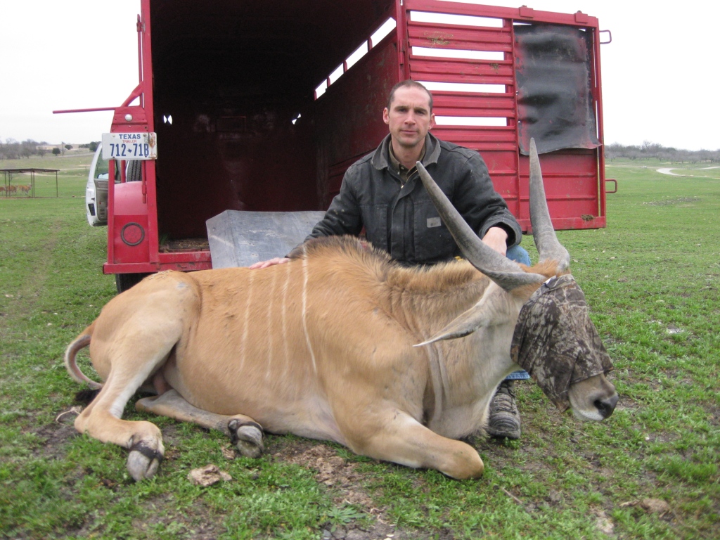 capture and transport antelope